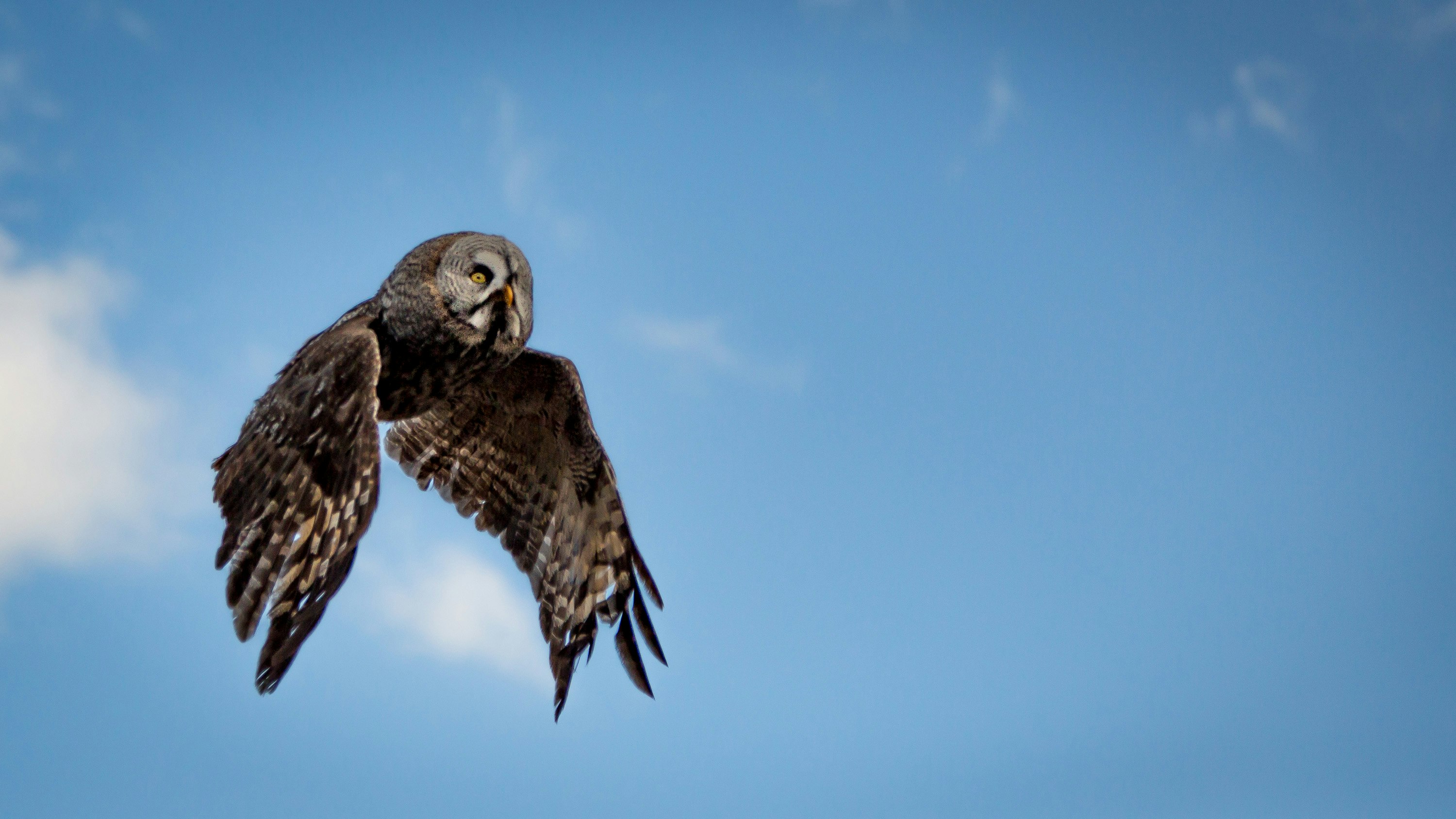 low angle photography of flying brown and gray owl